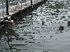 maly_dscf2878.jpg